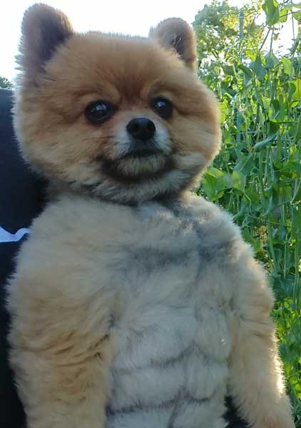 腹筋 ムキムキ ポメラニアン ポチ シックスパック 毛並み お手入れ バリカン