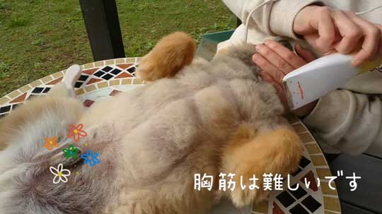 腹筋 ムキムキ ポメラニアン ポチ シックスパック 毛並み お手入れ バリカン