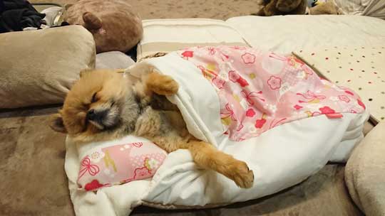 腹筋 ムキムキ ポメラニアン ポチ シックスパック 毛並み お手入れ バリカン