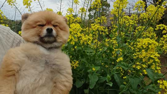 腹筋 ムキムキ ポメラニアン ポチ シックスパック 毛並み お手入れ バリカン