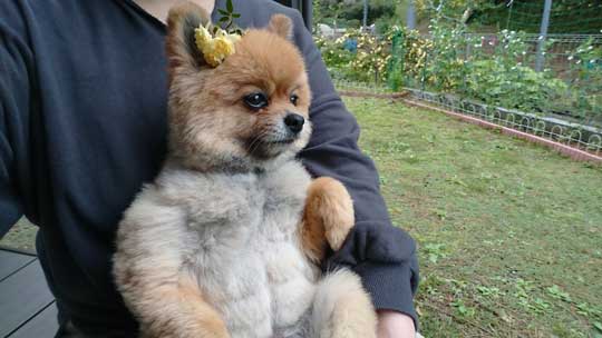 腹筋 ムキムキ ポメラニアン ポチ シックスパック 毛並み お手入れ バリカン