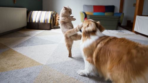 猫とコーギー
