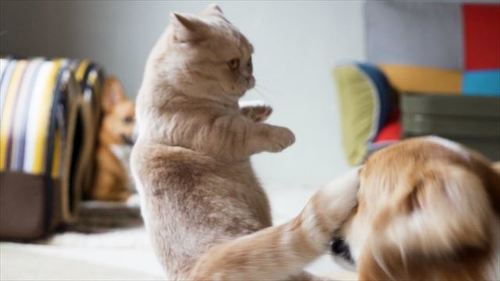 猫
