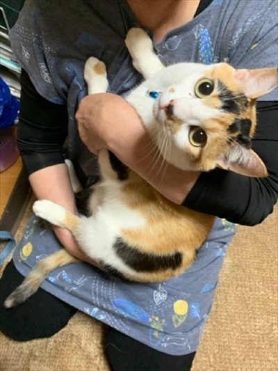 こたつ大好き猫ちゃん