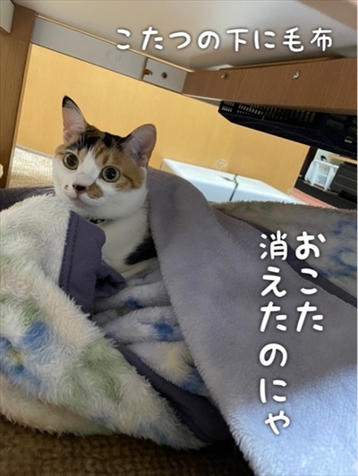 こたつ大好き猫ちゃん