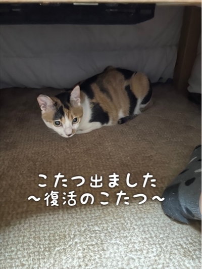 こたつ大好き猫ちゃん