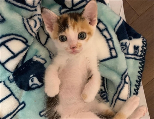 こたつ大好き猫ちゃん