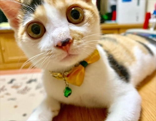 こたつ大好き猫ちゃん