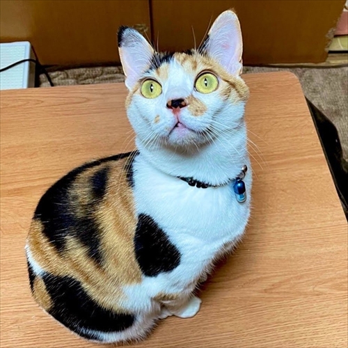 こたつ大好き猫ちゃん