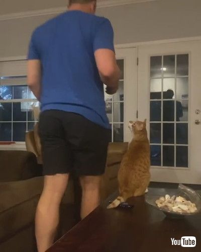 「Feisty Cat Gets Handsy || ViralHog」