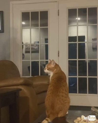 「Feisty Cat Gets Handsy || ViralHogg」