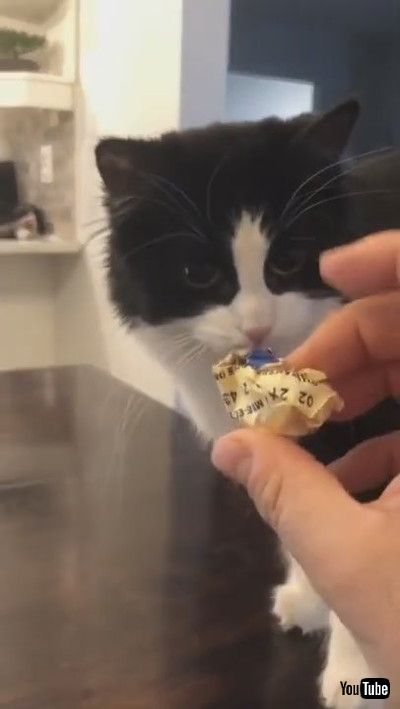 「Cute Kitty Thinks She's A Dog || ViralHog」