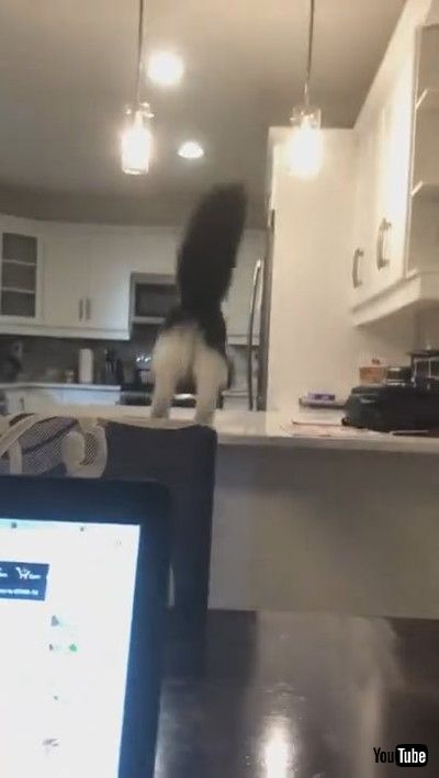 「Cute Kitty Thinks She's A Dog || ViralHog」