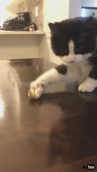 「Cute Kitty Thinks She's A Dog || ViralHog」