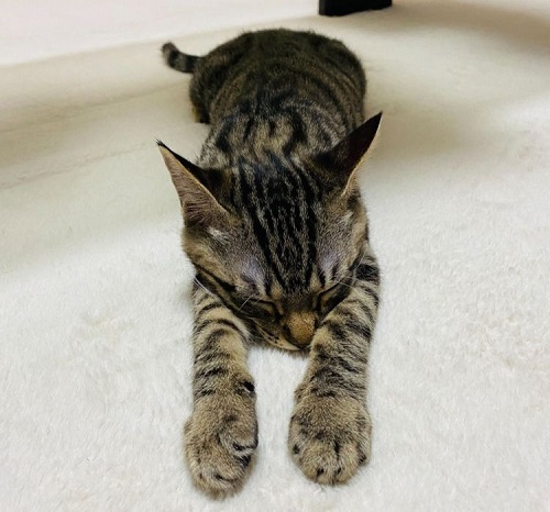 ペット手帳 ベストショット