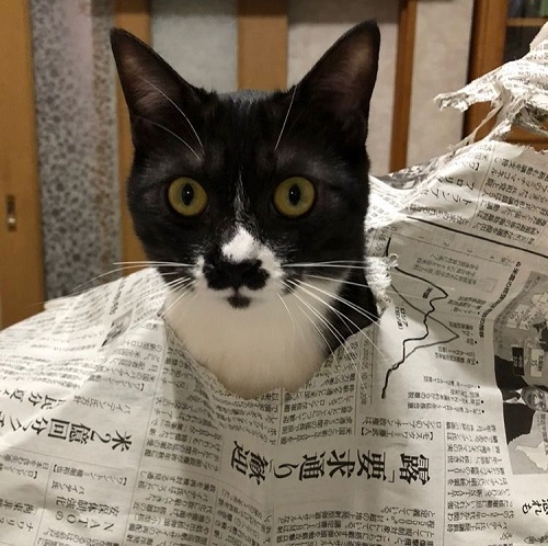 ペット手帳 ベストショット