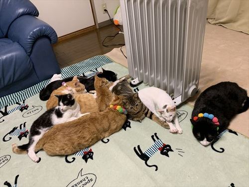 猫