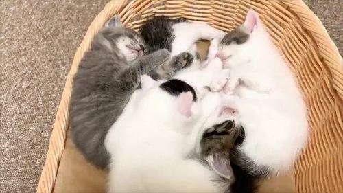 子猫たち