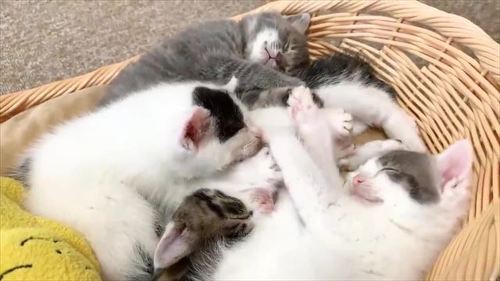 猫