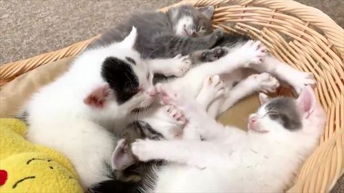 猫