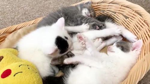 猫