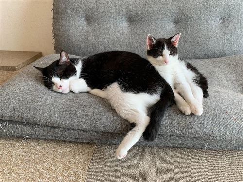 猫
