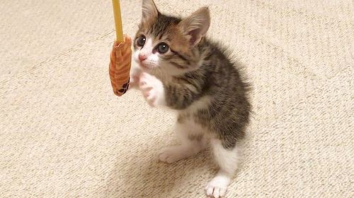 猫