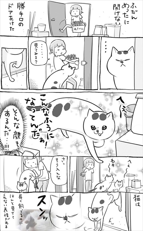犬と猫