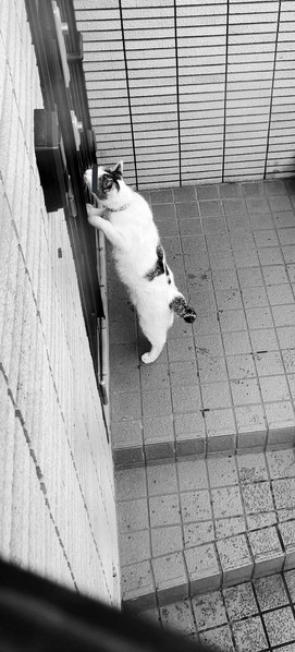 ドロボウ猫