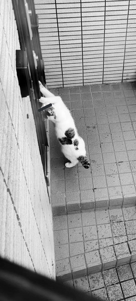 ドロボウ猫