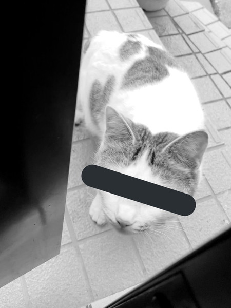 ドロボウ猫