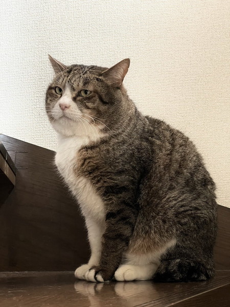 ドロボウ猫