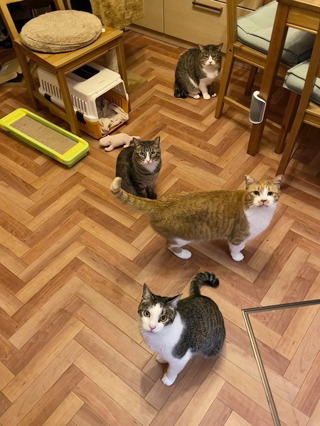ドロボウ猫