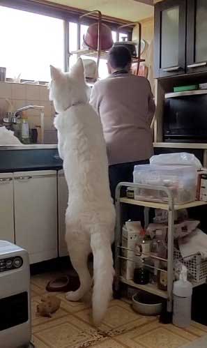 生後5カ月 犬 大きい デカい ホワイト・シェパード