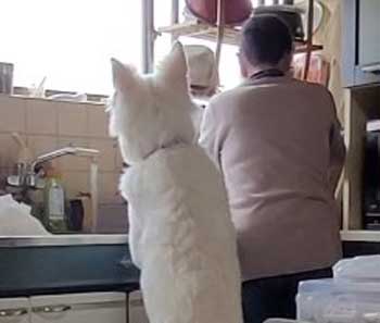 生後5カ月 犬 大きい デカい ホワイト・シェパード