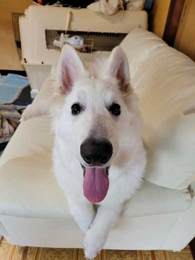 生後5カ月 犬 大きい デカい ホワイト・シェパード