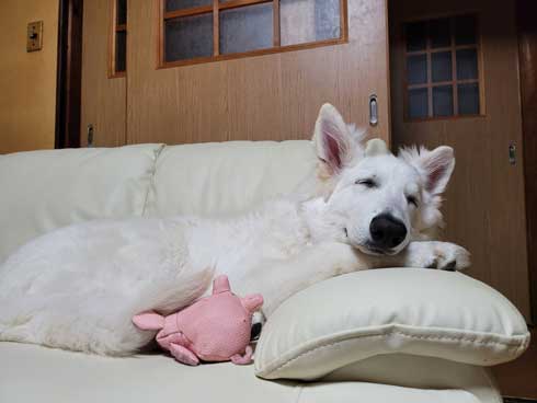 生後5カ月 犬 大きい デカい ホワイト・シェパード