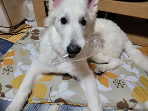 生後5カ月 犬 大きい デカい ホワイト・シェパード