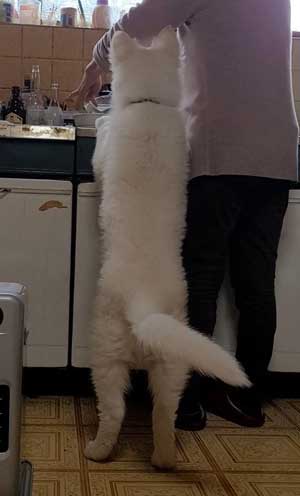 生後5カ月 犬 大きい デカい ホワイト・シェパード
