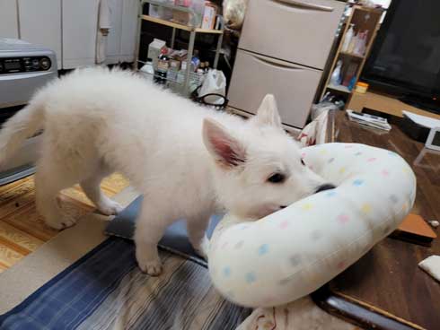 生後5カ月 犬 大きい デカい ホワイト・シェパード