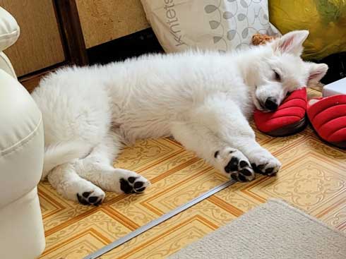 生後5カ月 犬 大きい デカい ホワイト・シェパード