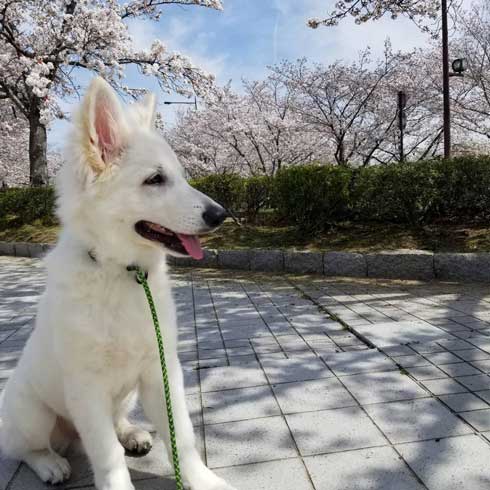 生後5カ月 犬 大きい デカい ホワイト・シェパード