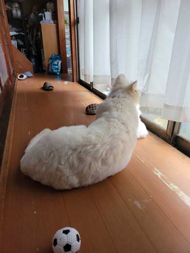 生後5カ月 犬 大きい デカい ホワイト・シェパード