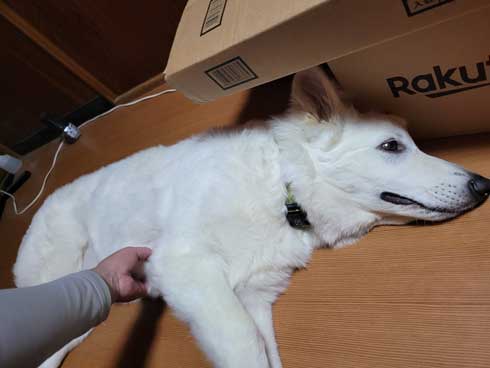 生後5カ月 犬 大きい デカい ホワイト・シェパード