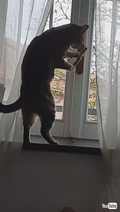 「Cat Attempting to Open Window Succeeds || ViralHog」
