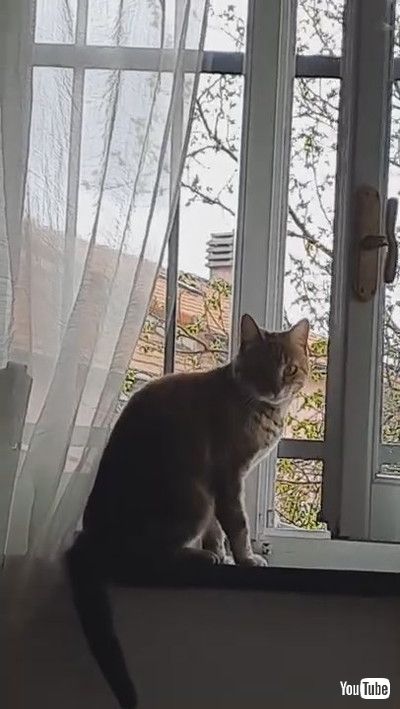「Cat Attempting to Open Window Succeeds || ViralHog」