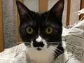 【ベストショット】面白いポーズの猫ちゃんたち 2021年5月号