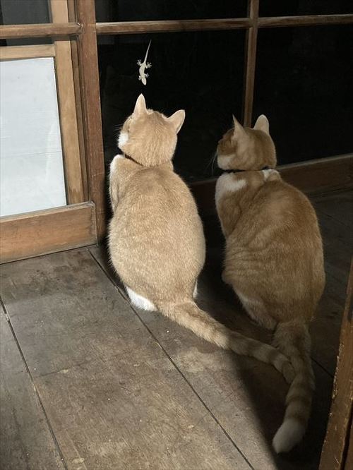 猫とヤモリ