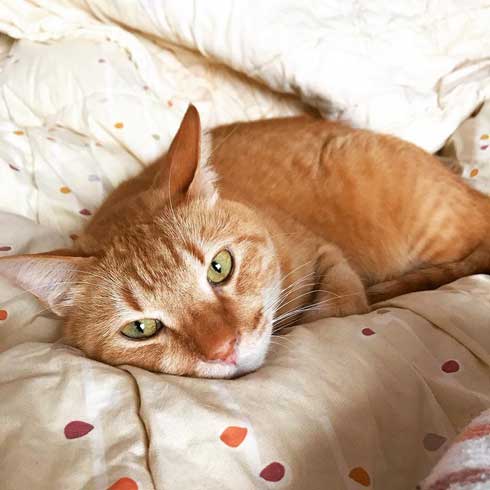 猫 親愛 あいさつ ゆっくり まばたき スルー 見てくれない 漫画