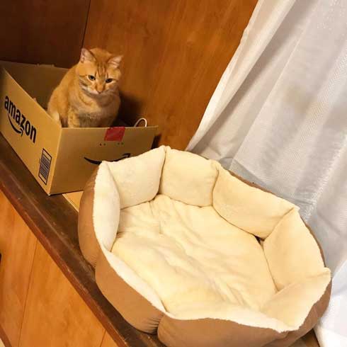 猫 親愛 あいさつ ゆっくり まばたき スルー 見てくれない 漫画